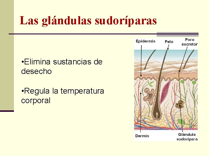 Las glándulas sudoríparas • Elimina sustancias de desecho • Regula la temperatura corporal 