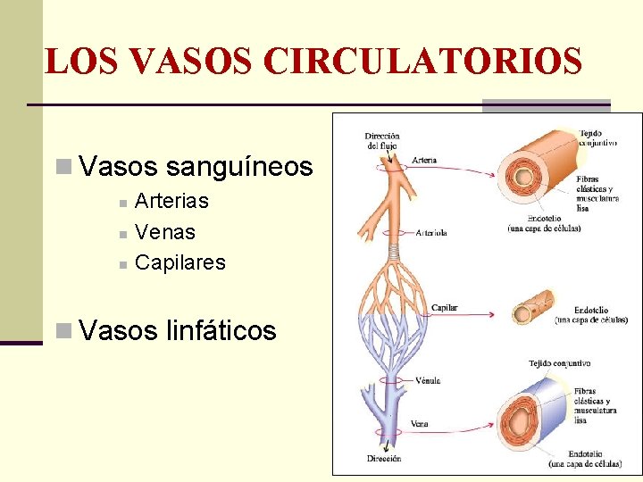 LOS VASOS CIRCULATORIOS n Vasos sanguíneos n n n Arterias Venas Capilares n Vasos
