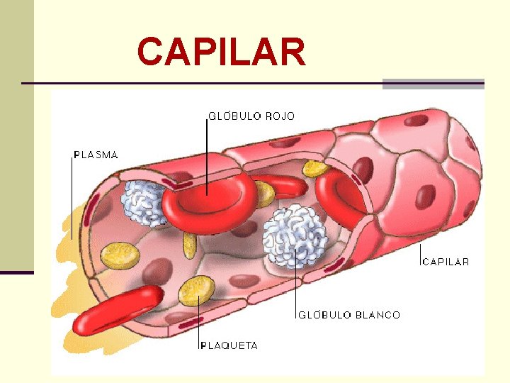 CAPILAR 