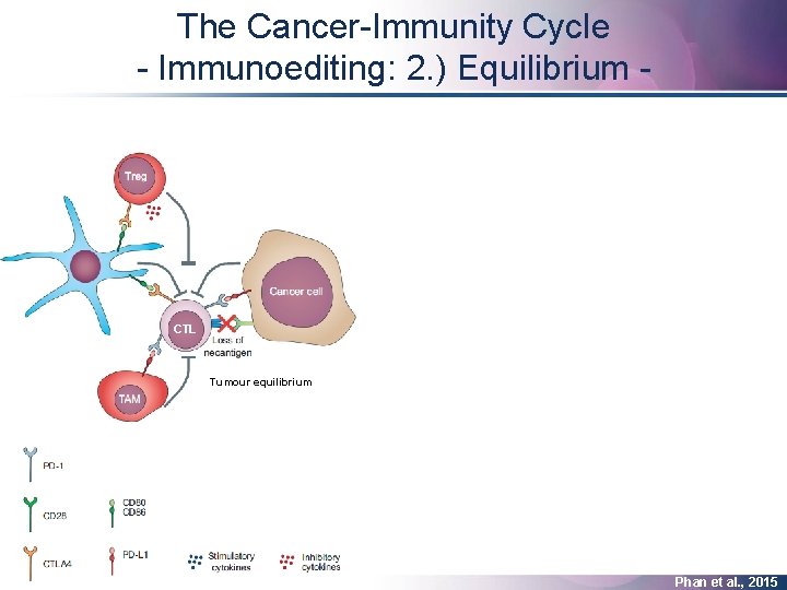 The Cancer-Immunity Cycle - Immunoediting: 2. ) Equilibrium anti-CTLA-4 Treg anti-PD-1 / anti-PD-L 1