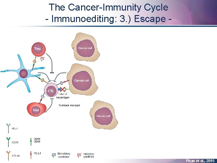 The Cancer-Immunity Cycle - Immunoediting: 3. ) Escape anti-CTLA-4 Treg anti-PD-1 / anti-PD-L 1