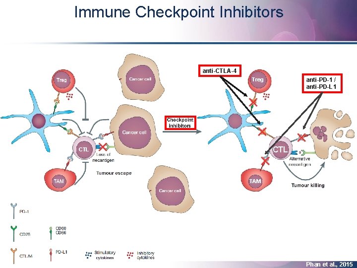 Immune Checkpoint Inhibitors anti-CTLA-4 Treg anti-PD-1 / anti-PD-L 1 CTL TAM Phan et al.