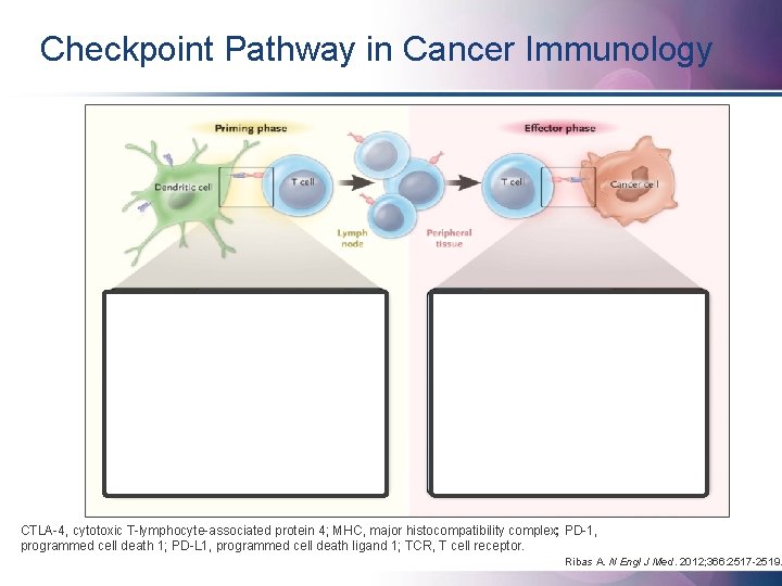 Checkpoint Pathway in Cancer Immunology CTLA-4, cytotoxic T-lymphocyte-associated protein 4; MHC, major histocompatibility complex;