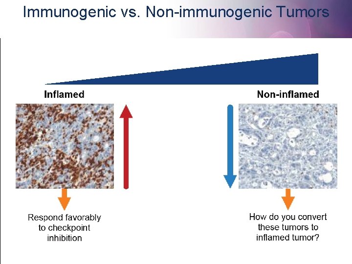 Immunogenic vs. Non-immunogenic Tumors 