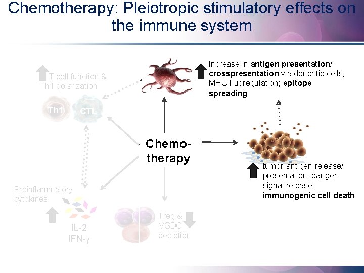 Chemotherapy: Pleiotropic stimulatory effects on the immune system Increase in antigen presentation/ crosspresentation via