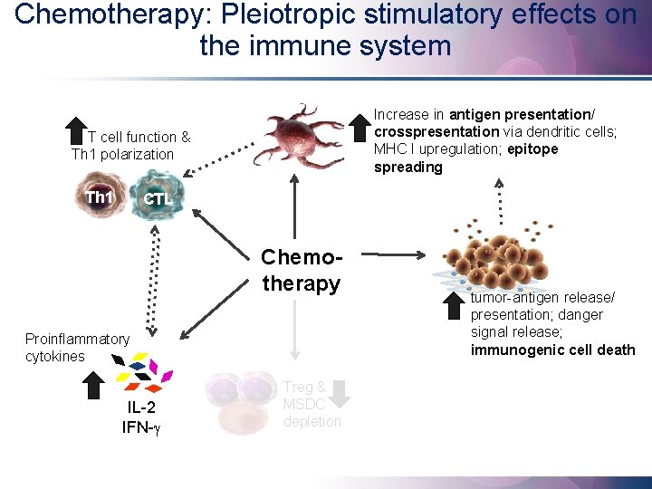Chemotherapy: Pleiotropic stimulatory effects on the immune system Increase in antigen presentation/ crosspresentation via