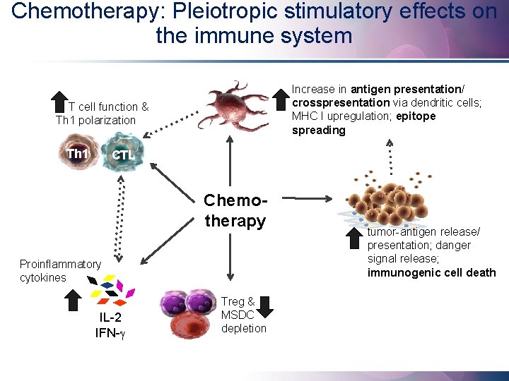 Chemotherapy: Pleiotropic stimulatory effects on the immune system Increase in antigen presentation/ crosspresentation via