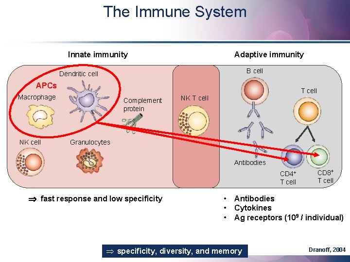 The Immune System Innate immunity Adaptive immunity B cell Dendritic cell APCs Macrophage NK