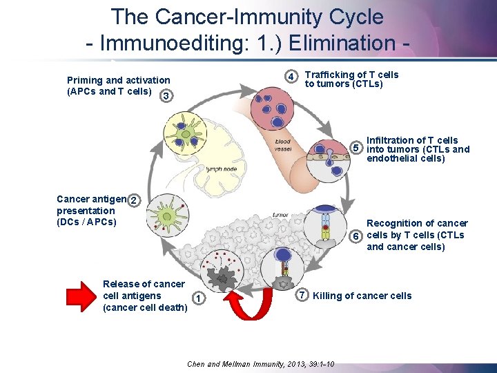 The Cancer-Immunity Cycle - Immunoediting: 1. ) Elimination 4 Priming and activation (APCs and