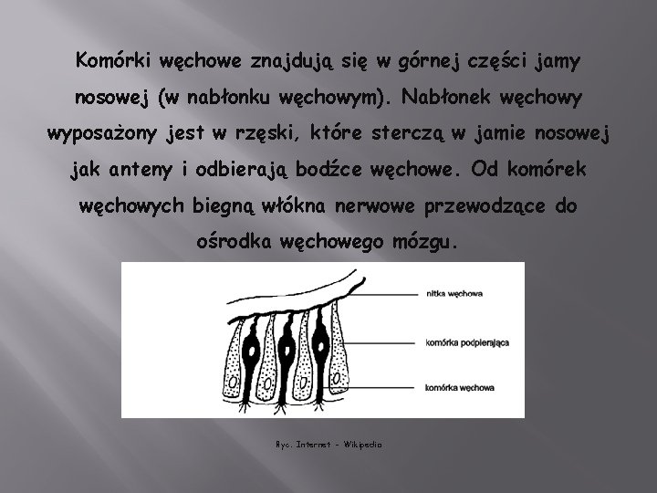 Komórki węchowe znajdują się w górnej części jamy nosowej (w nabłonku węchowym). Nabłonek węchowy