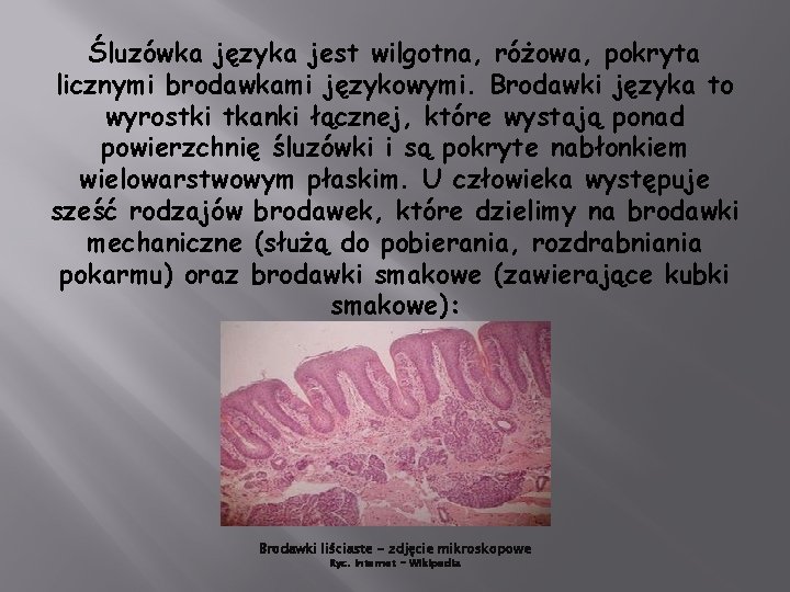 Śluzówka języka jest wilgotna, różowa, pokryta licznymi brodawkami językowymi. Brodawki języka to wyrostki tkanki