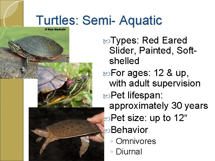 Turtles: Semi- Aquatic Types: Red Eared Slider, Painted, Softshelled For ages: 12 & up,