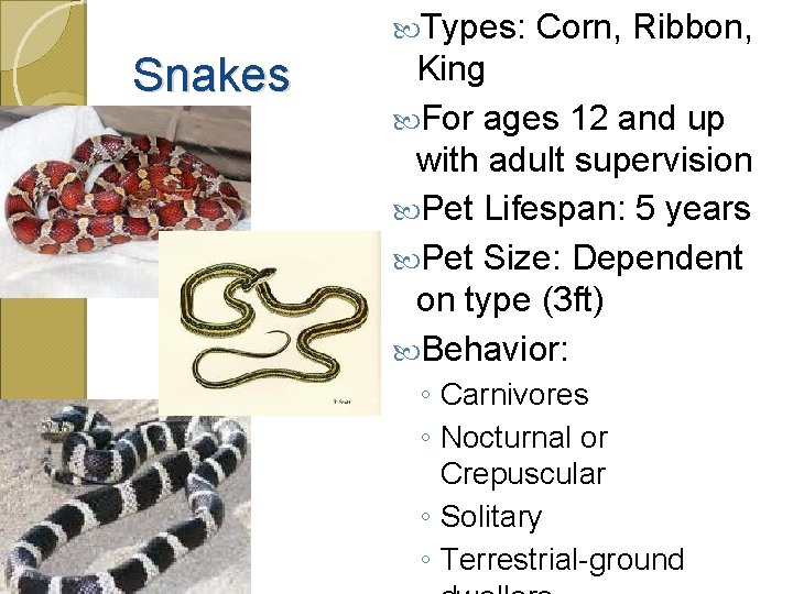  Types: Snakes Corn, Ribbon, King For ages 12 and up with adult supervision