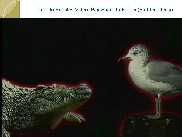 Intro to Reptiles Video: Pair Share to Follow (Part One Only) 