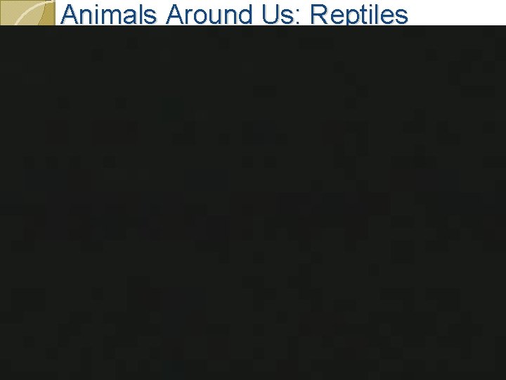 Animals Around Us: Reptiles 