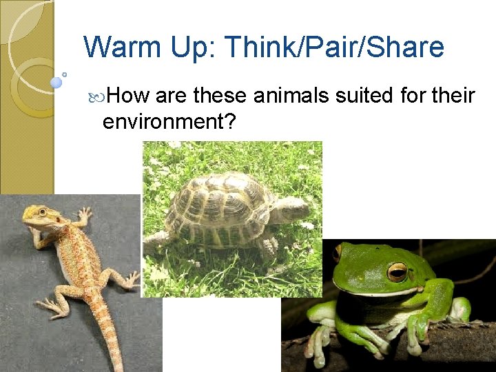 Warm Up: Think/Pair/Share How are these animals suited for their environment? 