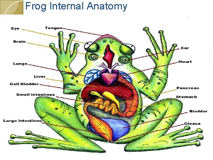 Frog Internal Anatomy 