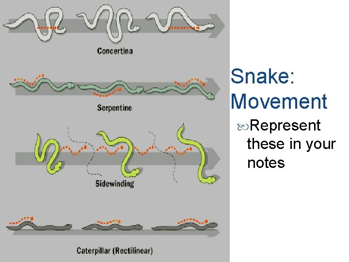 Snake: Movement Represent these in your notes 