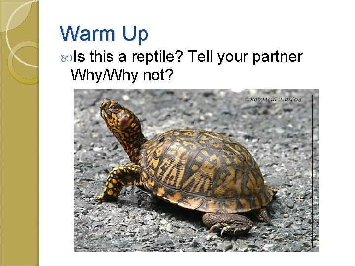 Warm Up Is this a reptile? Tell your partner Why/Why not? 