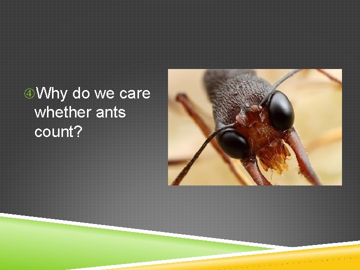 Why do we care whether ants count? Why do we care whether ants count?