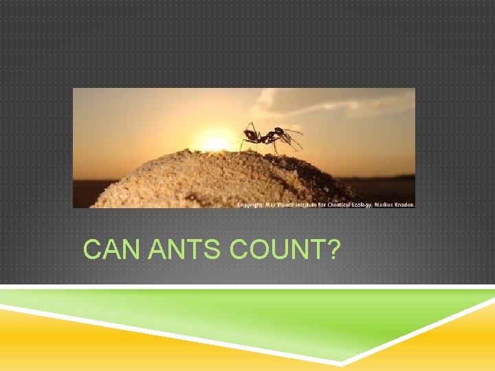 CAN ANTS COUNT? CAN ANTS COUNT?