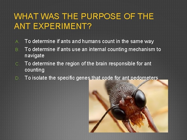 WHAT WAS THE PURPOSE OF THE ANT EXPERIMENT? A. To determine if ants and WHAT WAS THE PURPOSE OF THE ANT EXPERIMENT? A. To determine if ants and