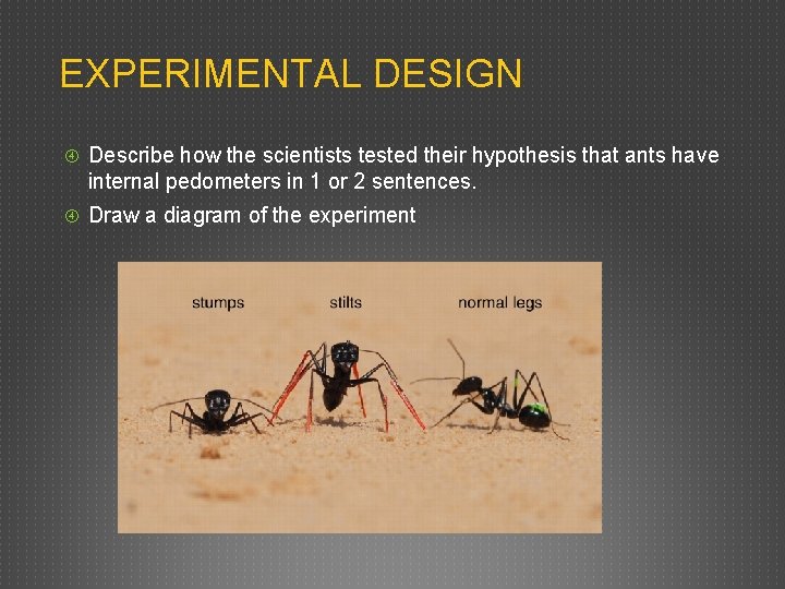 EXPERIMENTAL DESIGN Describe how the scientists tested their hypothesis that ants have internal pedometers EXPERIMENTAL DESIGN Describe how the scientists tested their hypothesis that ants have internal pedometers