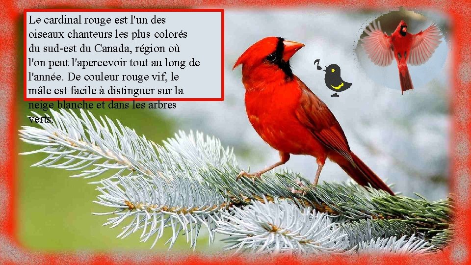 Le cardinal rouge est l'un des oiseaux chanteurs les plus colorés du sud-est du