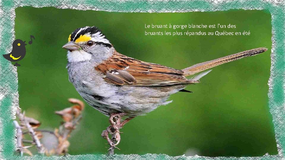 Le bruant à gorge blanche est l'un des bruants les plus répandus au Québec