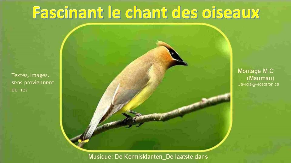 Fascinant le chant des oiseaux Montage M. C (Maumau) Textes, images, sons proviennent du