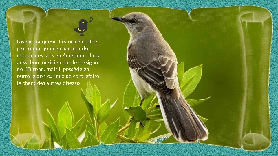 Oiseau moqueur. Cet oiseau est le plus remarquable chanteur du monde des bois en