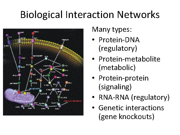 Biological Interaction Networks Many types: • Protein-DNA (regulatory) • Protein-metabolite (metabolic) • Protein-protein (signaling)