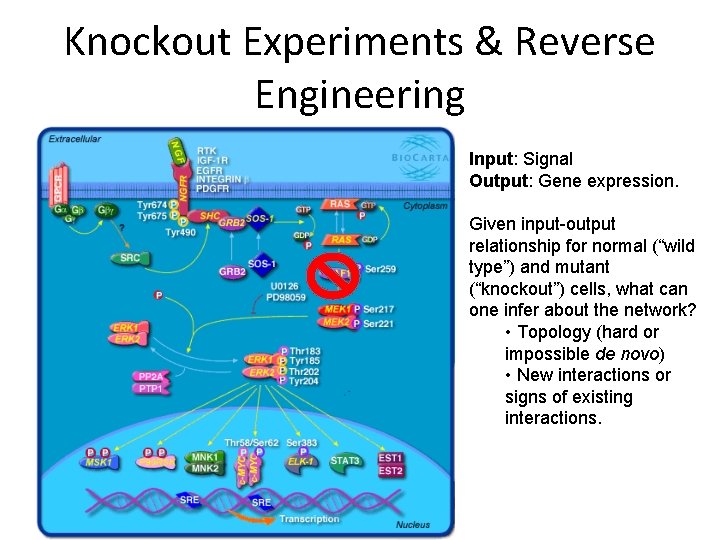 Knockout Experiments & Reverse Engineering Input: Signal Output: Gene expression. Given input-output relationship for