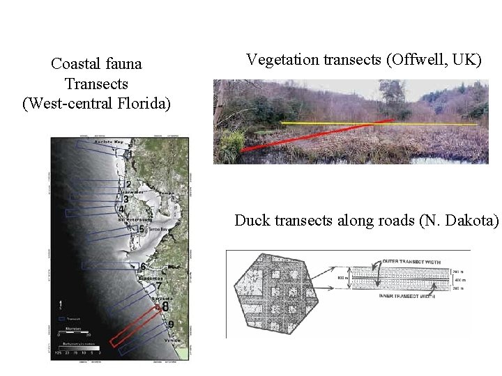 Coastal fauna Transects (West-central Florida) Vegetation transects (Offwell, UK) Duck transects along roads (N.