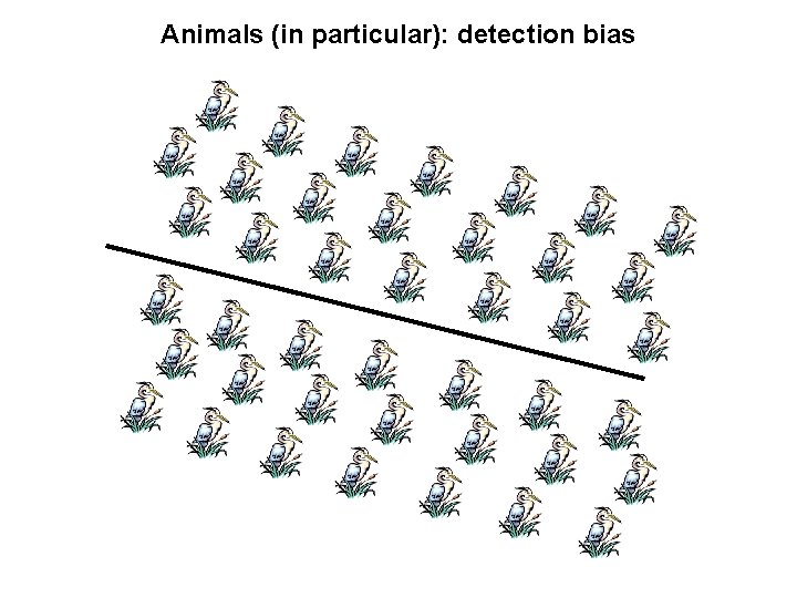 Animals (in particular): detection bias 