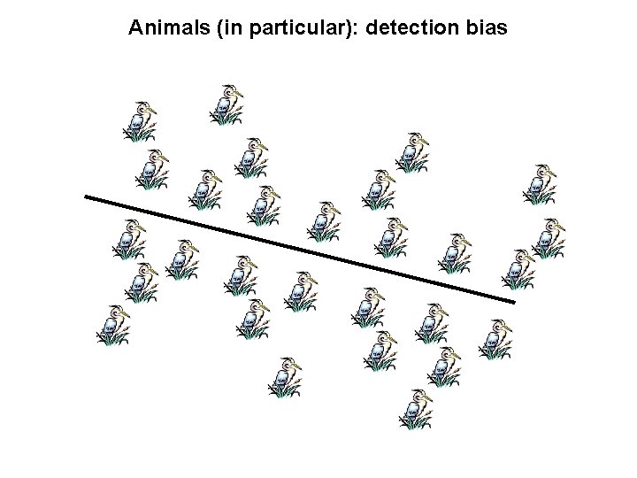 Animals (in particular): detection bias 
