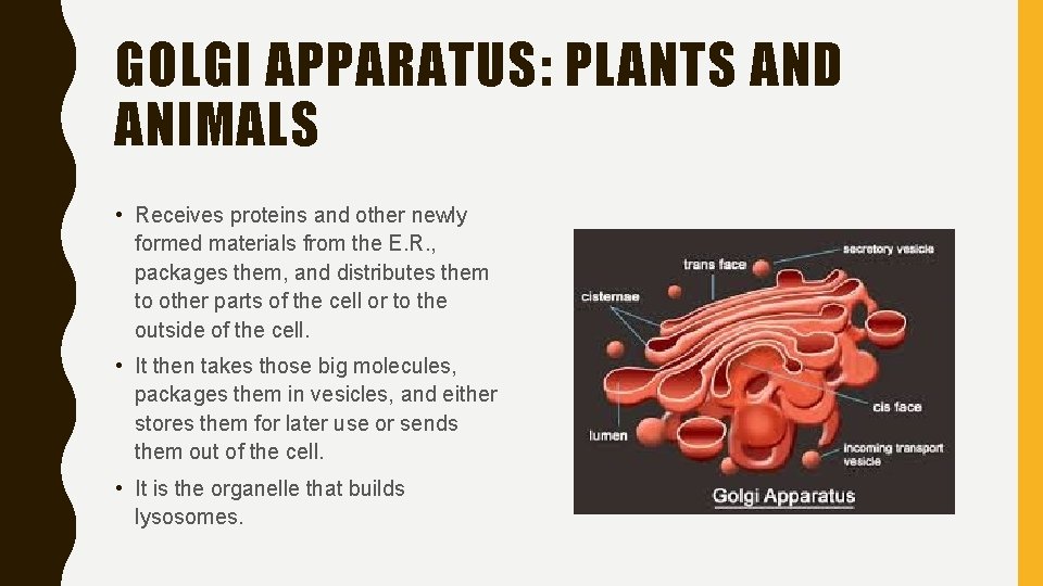 GOLGI APPARATUS: PLANTS AND ANIMALS • Receives proteins and other newly formed materials from