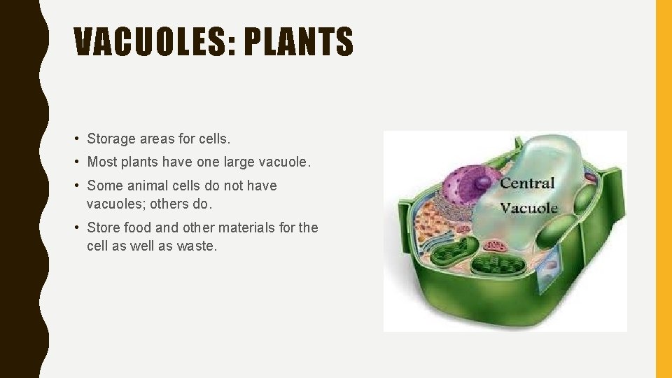 VACUOLES: PLANTS • Storage areas for cells. • Most plants have one large vacuole.