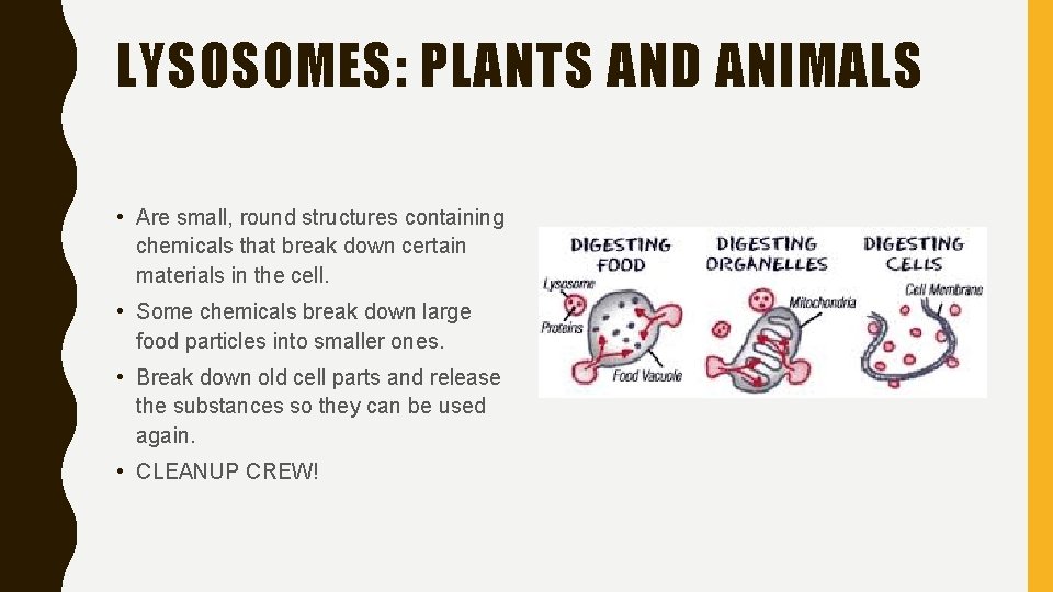 LYSOSOMES: PLANTS AND ANIMALS • Are small, round structures containing chemicals that break down
