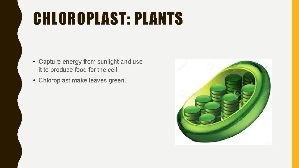 CHLOROPLAST: PLANTS • Capture energy from sunlight and use it to produce food for