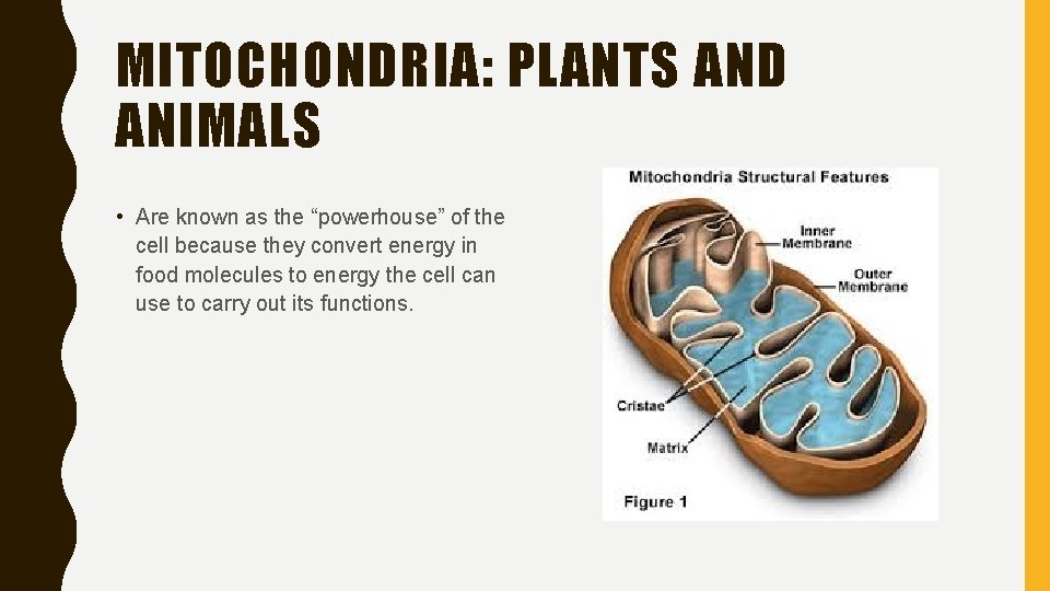 MITOCHONDRIA: PLANTS AND ANIMALS • Are known as the “powerhouse” of the cell because