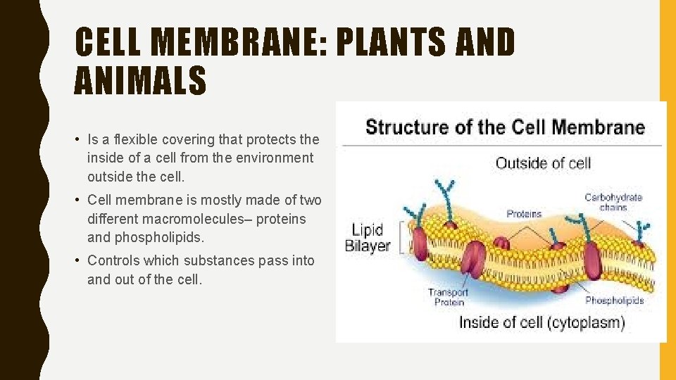 CELL MEMBRANE: PLANTS AND ANIMALS • Is a flexible covering that protects the inside