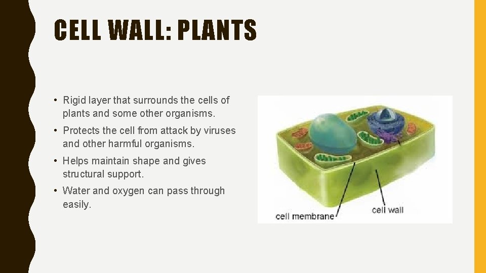 CELL WALL: PLANTS • Rigid layer that surrounds the cells of plants and some