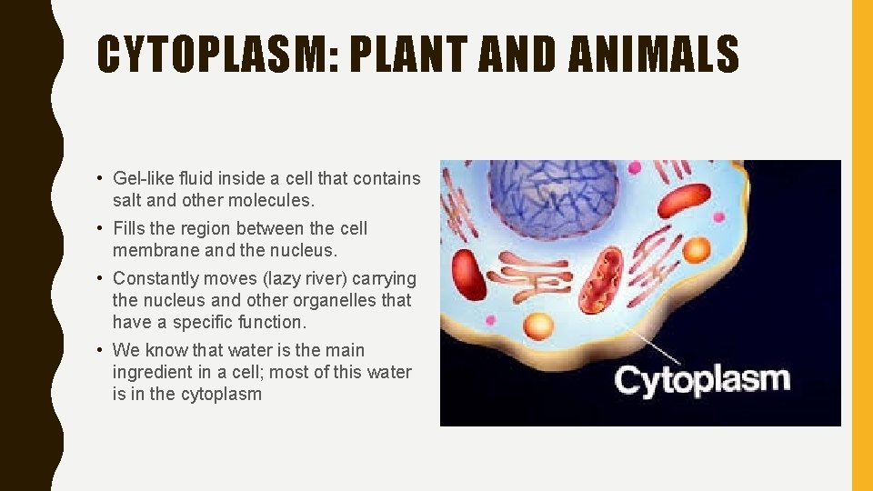 CYTOPLASM: PLANT AND ANIMALS • Gel-like fluid inside a cell that contains salt and