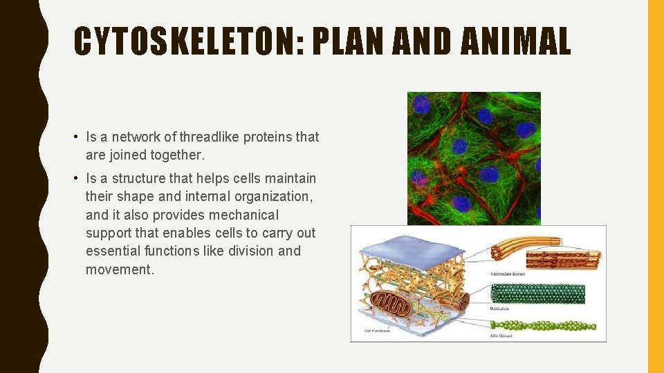 CYTOSKELETON: PLAN AND ANIMAL • Is a network of threadlike proteins that are joined
