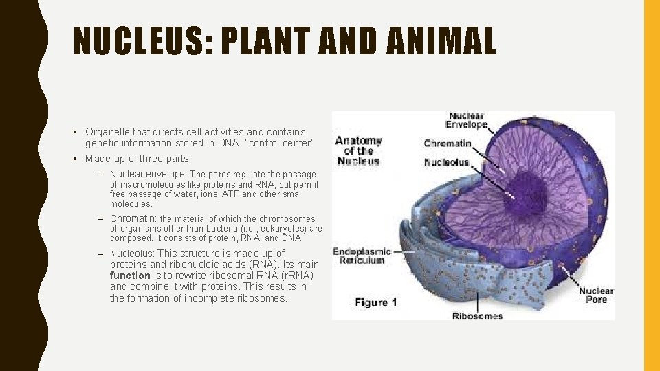 NUCLEUS: PLANT AND ANIMAL • Organelle that directs cell activities and contains genetic information
