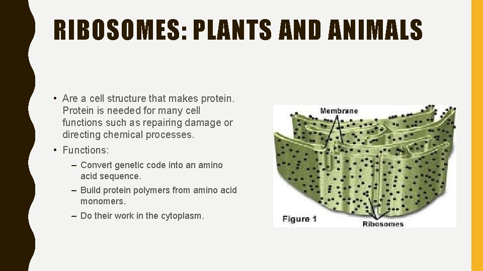 RIBOSOMES: PLANTS AND ANIMALS • Are a cell structure that makes protein. Protein is