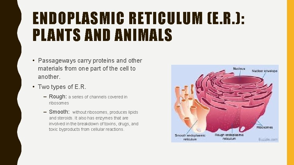 ENDOPLASMIC RETICULUM (E. R. ): PLANTS AND ANIMALS • Passageways carry proteins and other