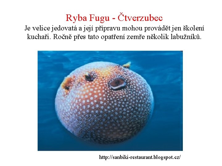 Ryba Fugu - Čtverzubec Je velice jedovatá a její přípravu mohou provádět jen školení