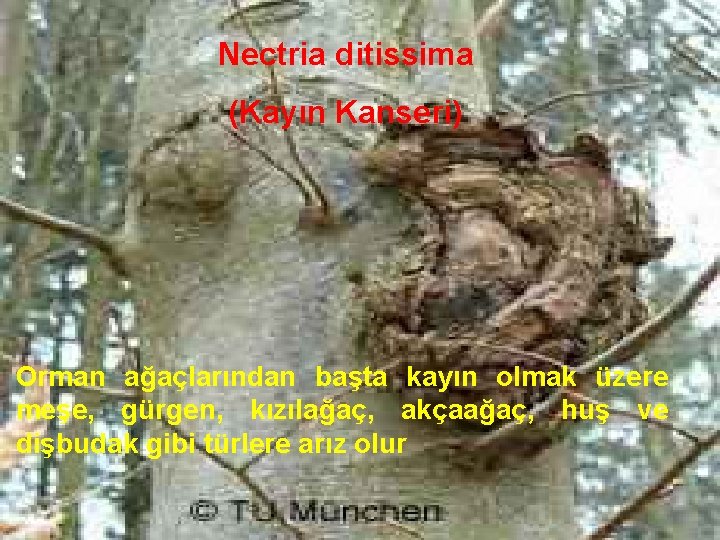 Nectria ditissima (Kayın Kanseri) Orman ağaçlarından başta kayın olmak üzere meşe, gürgen, kızılağaç, akçaağaç,